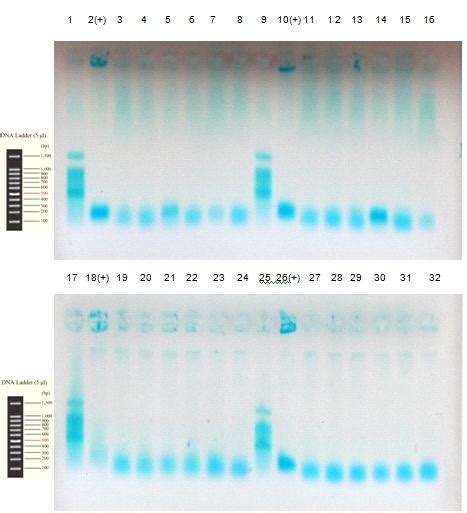 bgrb results|bgbg results.